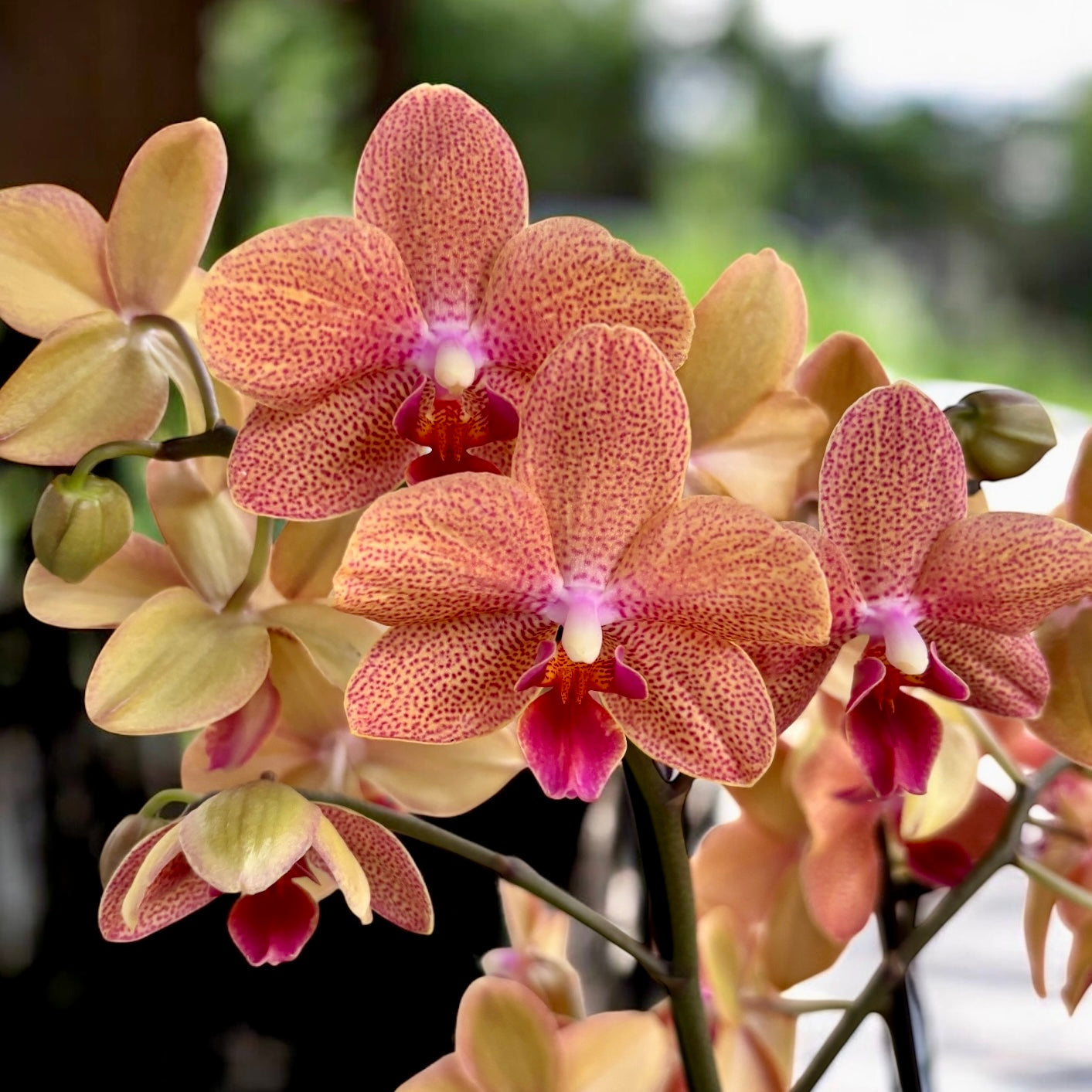 Phalaenopsis Sunset Love  Medium Orchid Plant