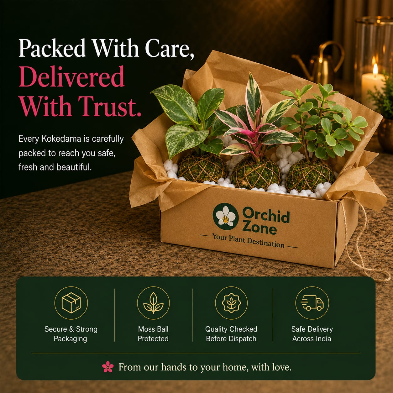 Kokedama Calathea Triostar Indoor Plant,