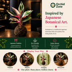 Kokedama Calathea Triostar Indoor Plant,