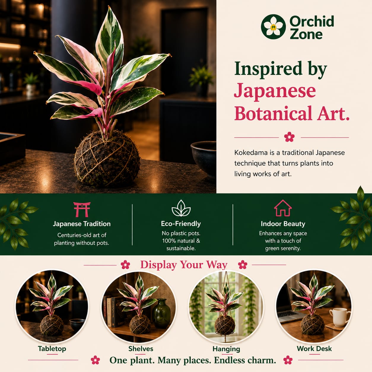 Kokedama Calathea Triostar Indoor Plant,