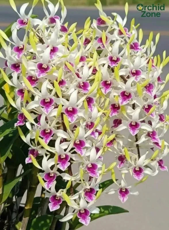 Dendrobium Hawaii Gem Premium Hybrid Orchid Plant (Fragrance)