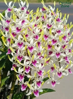 Dendrobium Hawaii Gem Premium Hybrid Orchid Plant (Fragrance)