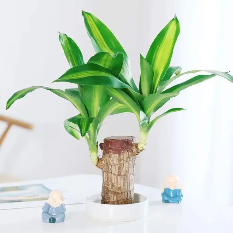 Brazilian Lucky Wood Plant