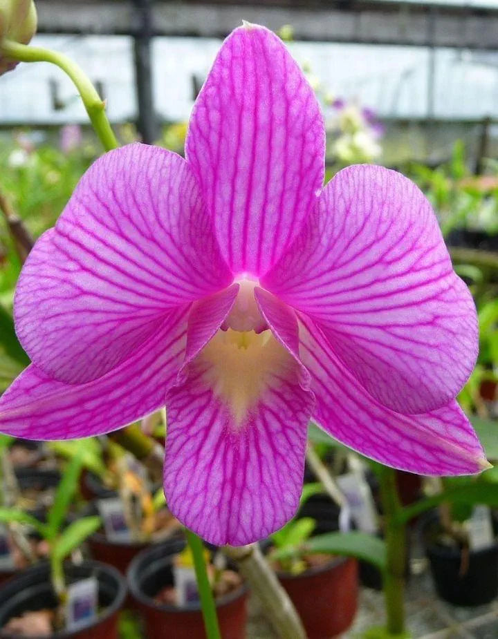Dendrobiom Tanida Pink Hybrid Orchid Plant