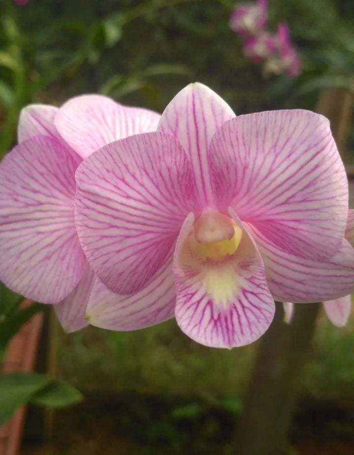 Dendrobiom Lina Pink Stripe Hybrid Orchid Plant