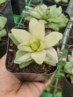 Haworthia Panifolia   Variegated Desktop Plant