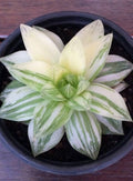 Haworthia Panifolia   Variegated Desktop Plant