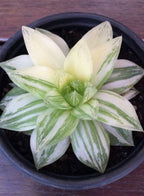 Haworthia Panifolia   Variegated Desktop Plant