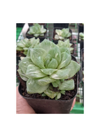 Haworthia Panifolia   Variegated Desktop Plant