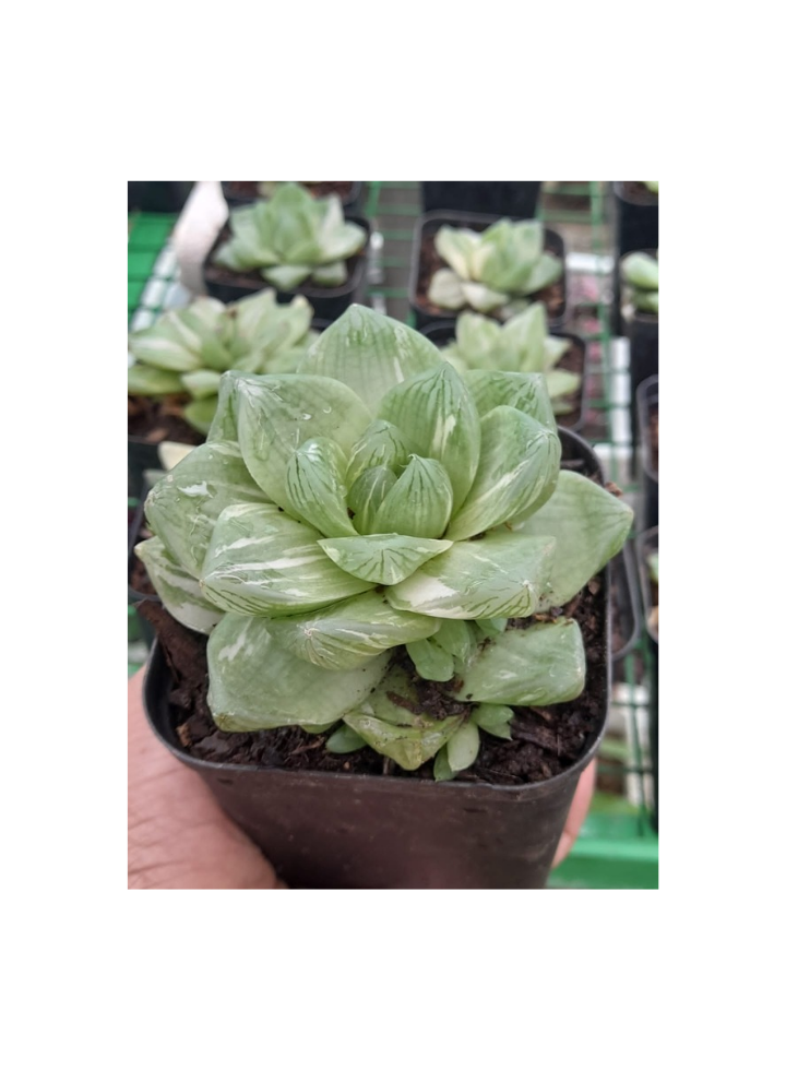 Haworthia Panifolia   Variegated Desktop Plant