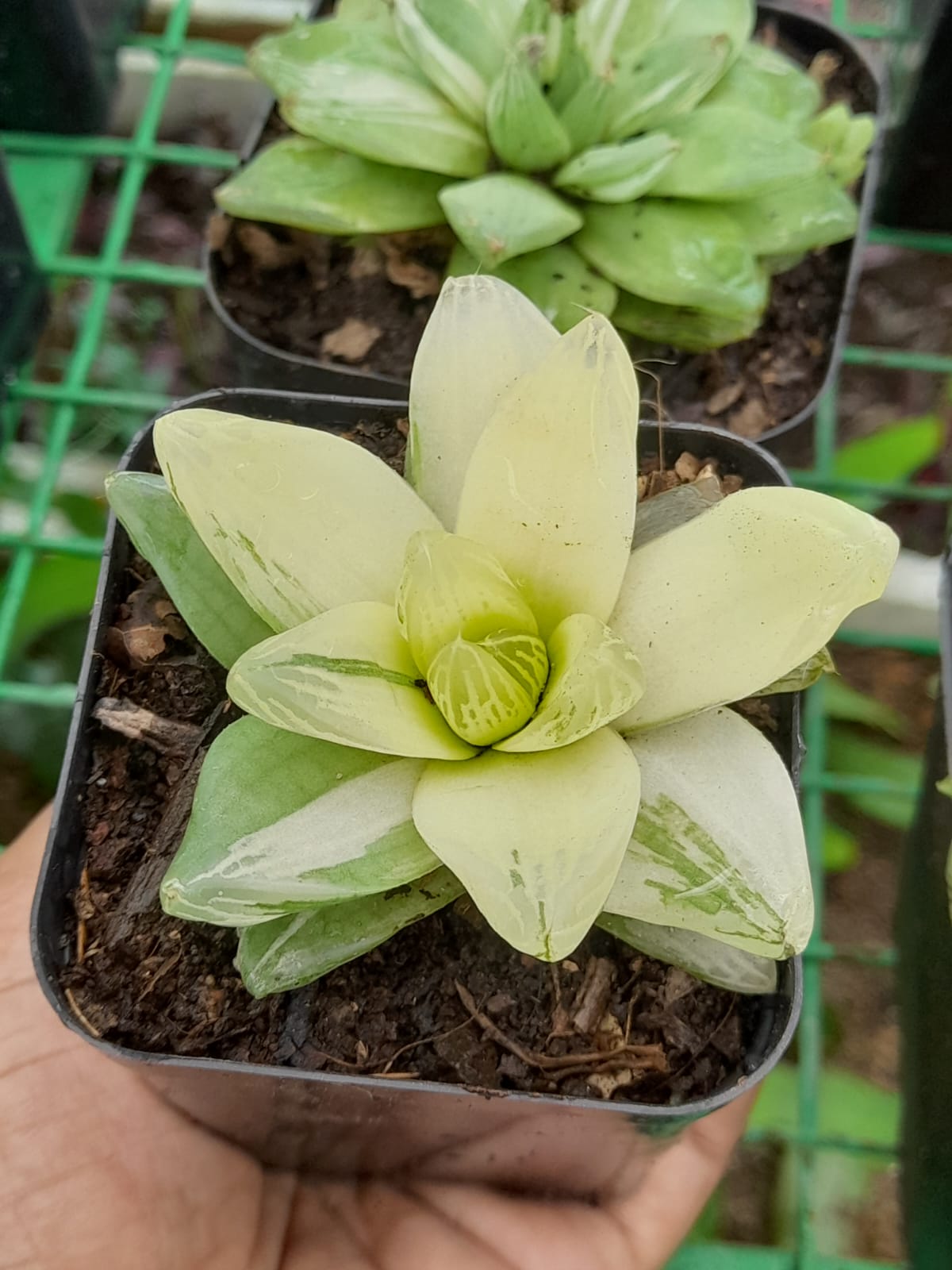 Haworthia Panifolia   Variegated Desktop Plant