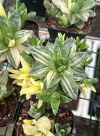 Haworthia Panifolia   Variegated Desktop Plant
