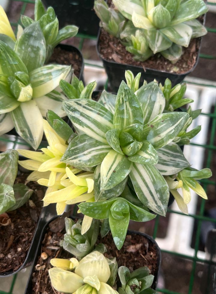Haworthia Panifolia   Variegated Desktop Plant