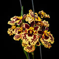 Tolumnia Flying Leopard Orchid Plant