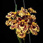 Tolumnia Flying Leopard Orchid Plant