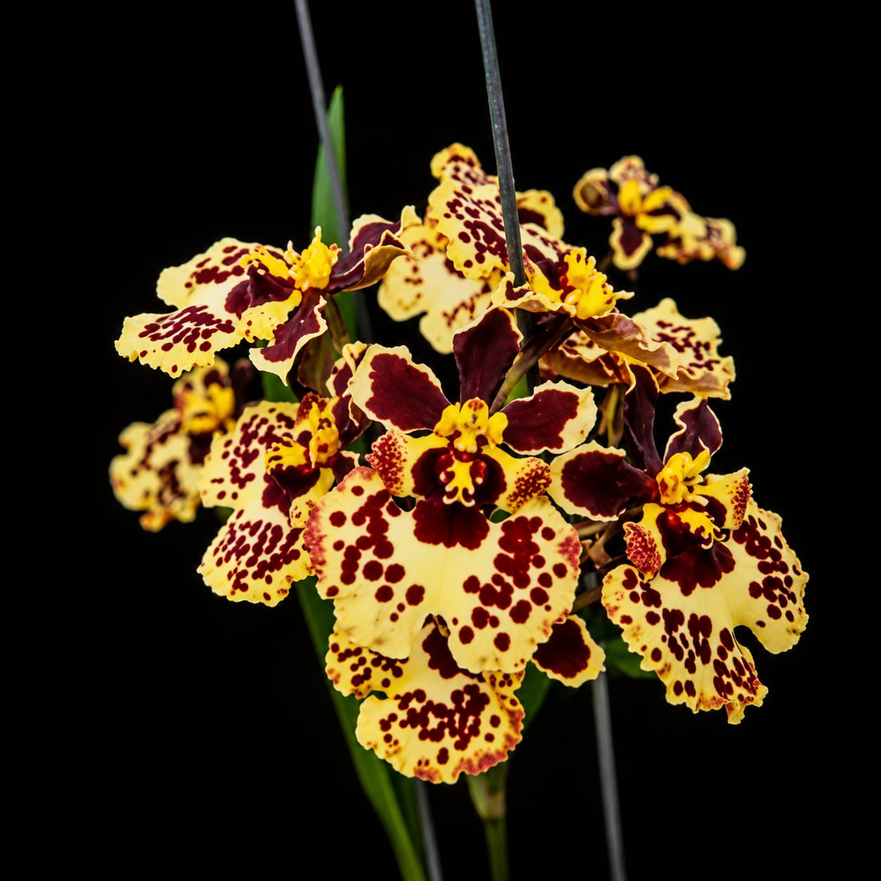 Tolumnia Flying Leopard Orchid Plant