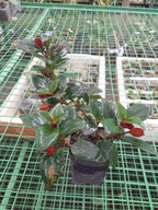 Hoya Lipstick Hanging Plant