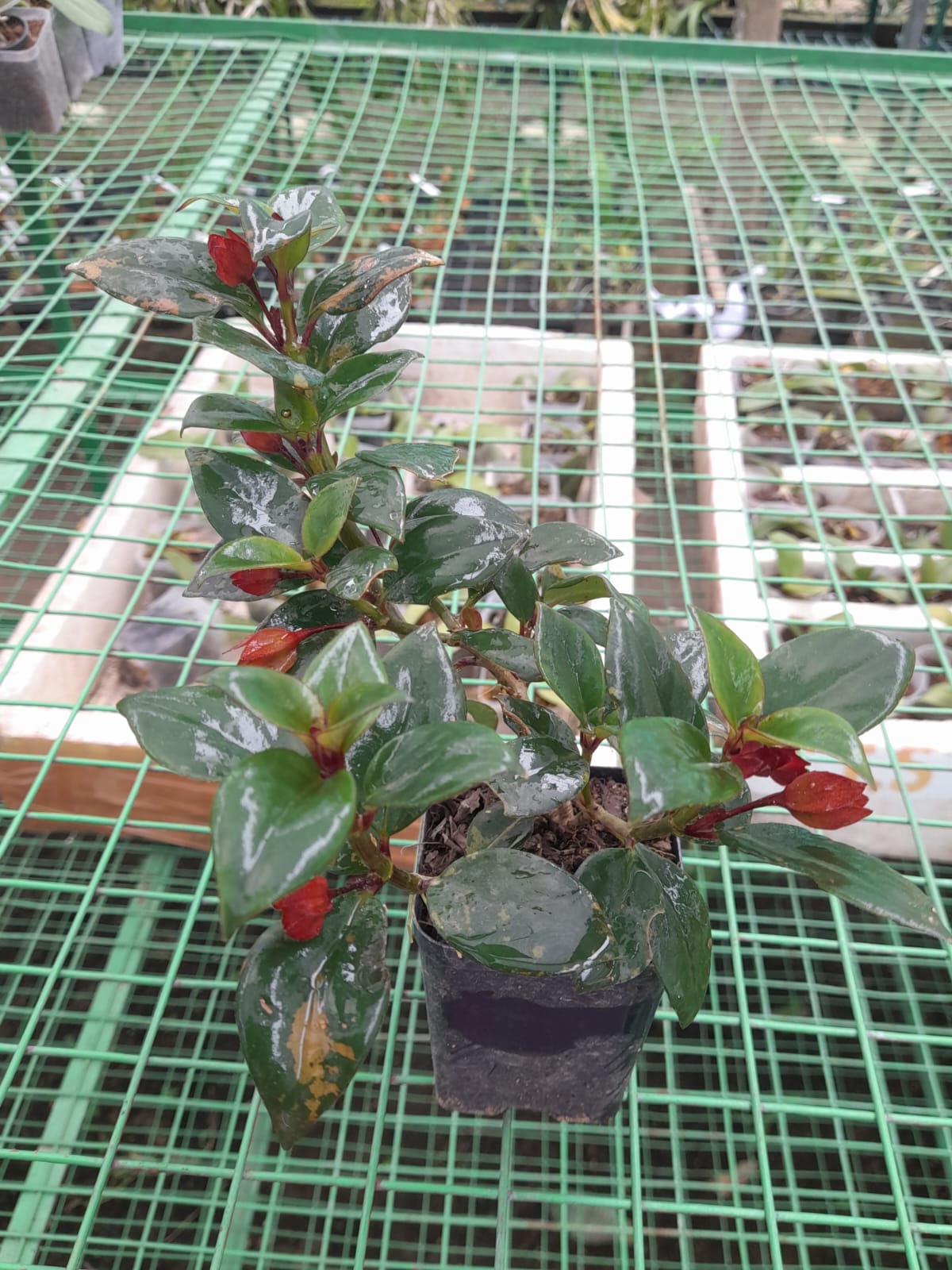 Hoya Lipstick Hanging Plant