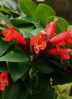 Hoya Lipstick Hanging Plant