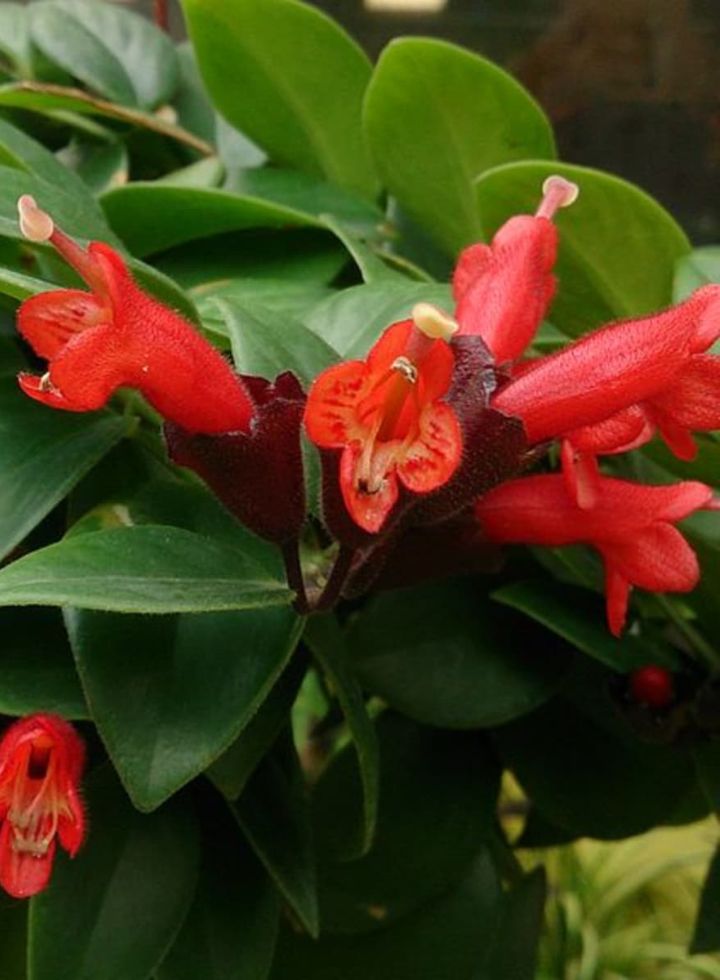 Hoya Lipstick Hanging Plant