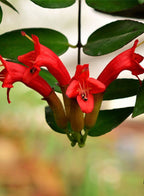 Hoya Lipstick Hanging Plant