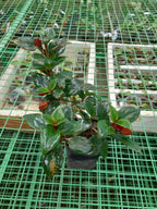 Hoya Lipstick Hanging Plant