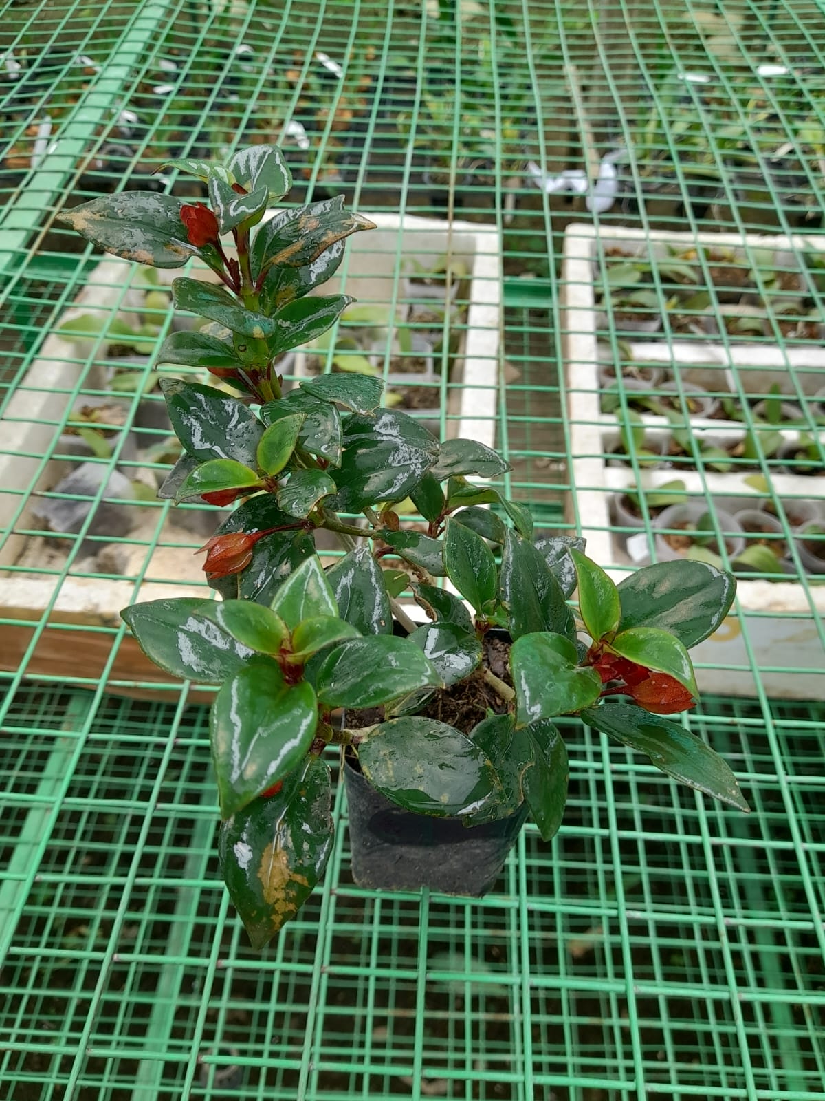 Hoya Lipstick Hanging Plant