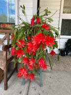 Brahma Kamal Red Plant