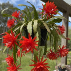 Brahma Kamal Red Plant