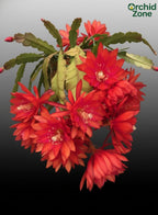 Brahma Kamal Red Plant