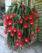 Brahma Kamal Red Plant