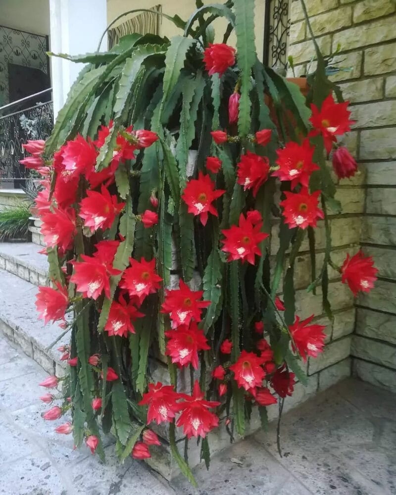 Brahma Kamal Red Plant