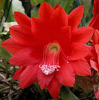 Brahma Kamal Red Plant