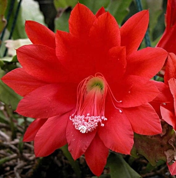 Brahma Kamal Red Plant