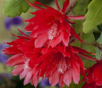 Brahma Kamal Red Plant