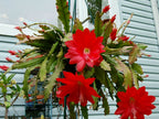 Brahma Kamal Red Plant