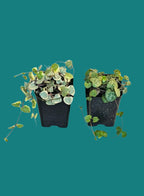Variegated String Of Hearts 2 Plant