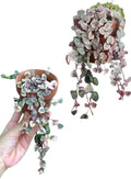 Variegated String Of Hearts 2 Plant