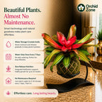 Kokedama Bromeliad