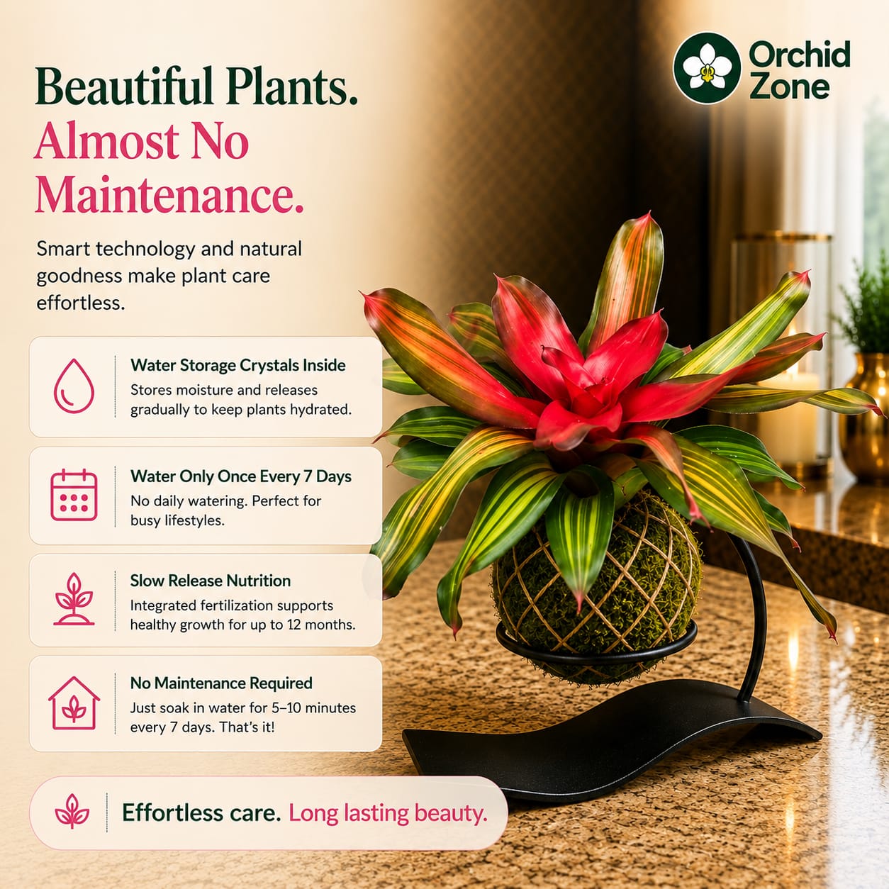 Kokedama Bromeliad