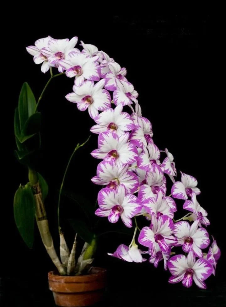 Dendrobiom Enobi Splash Hybrid Orchid Plant