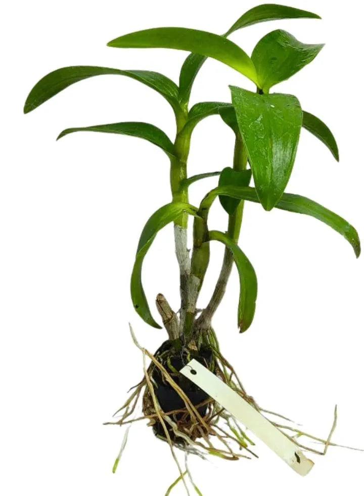 Dendrobiom Enobi Splash Hybrid Orchid Plant