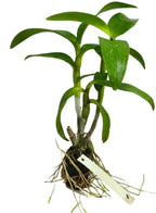 Dendrobiom Enobi Splash Hybrid Orchid Plant