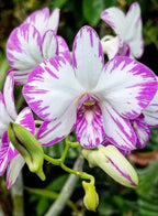 Dendrobiom Enobi Splash Hybrid Orchid Plant