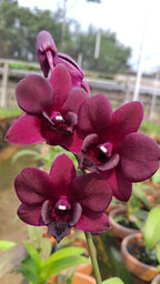 Dendrobiom Airy Crimson Hybrid Orchid Plant