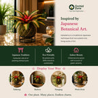 Kokedama Bromeliad