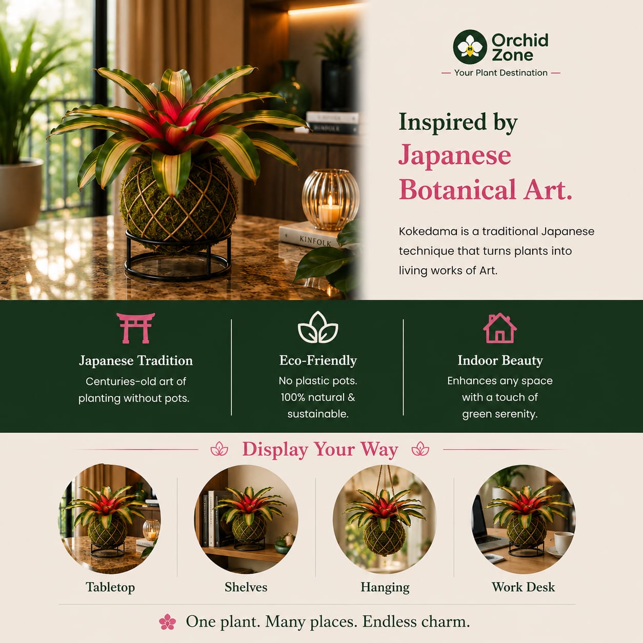 Kokedama Bromeliad