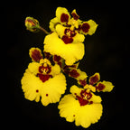 Tolumnia Jairak Lion  Orchid Plant