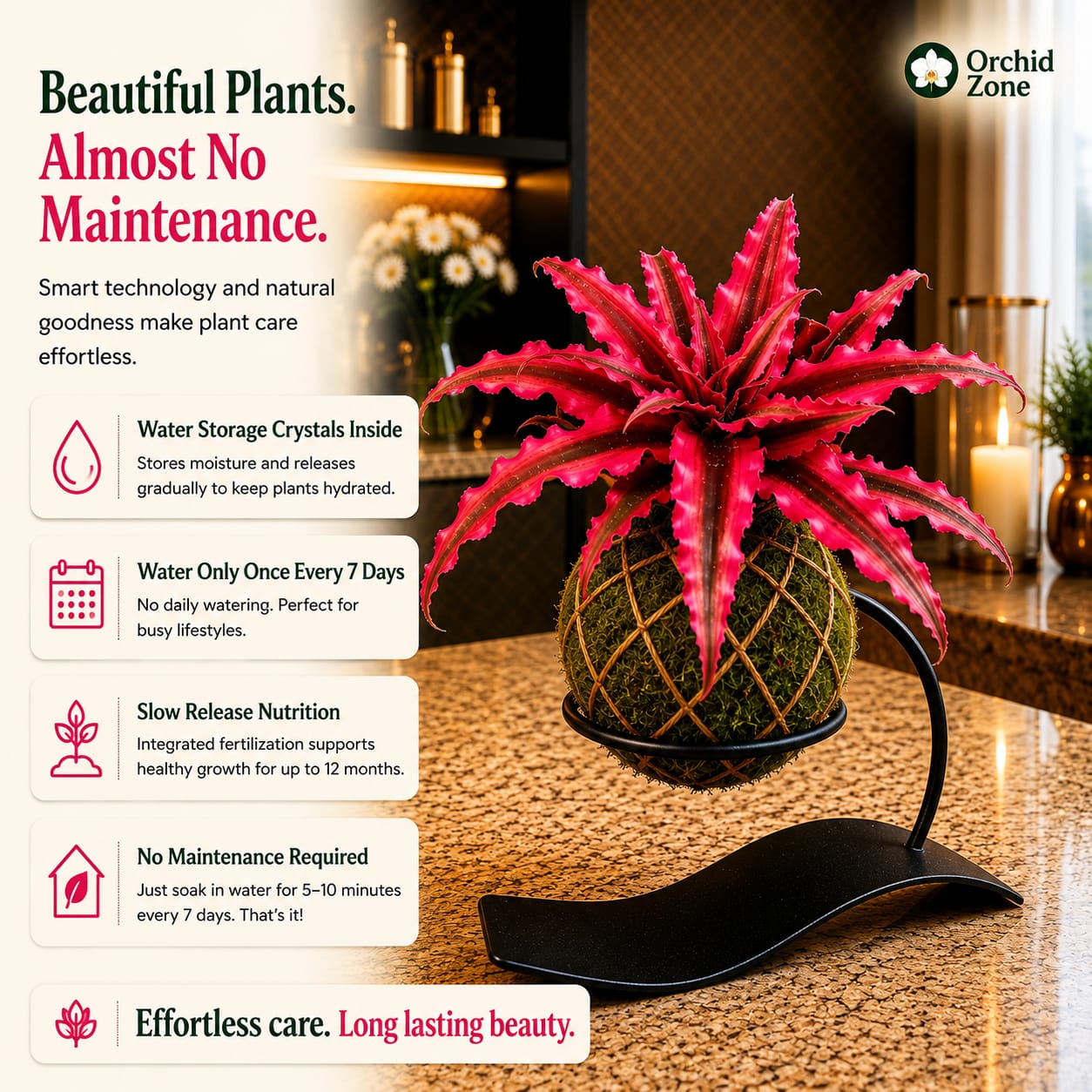 Kokedama Cryptanthus Red Plant