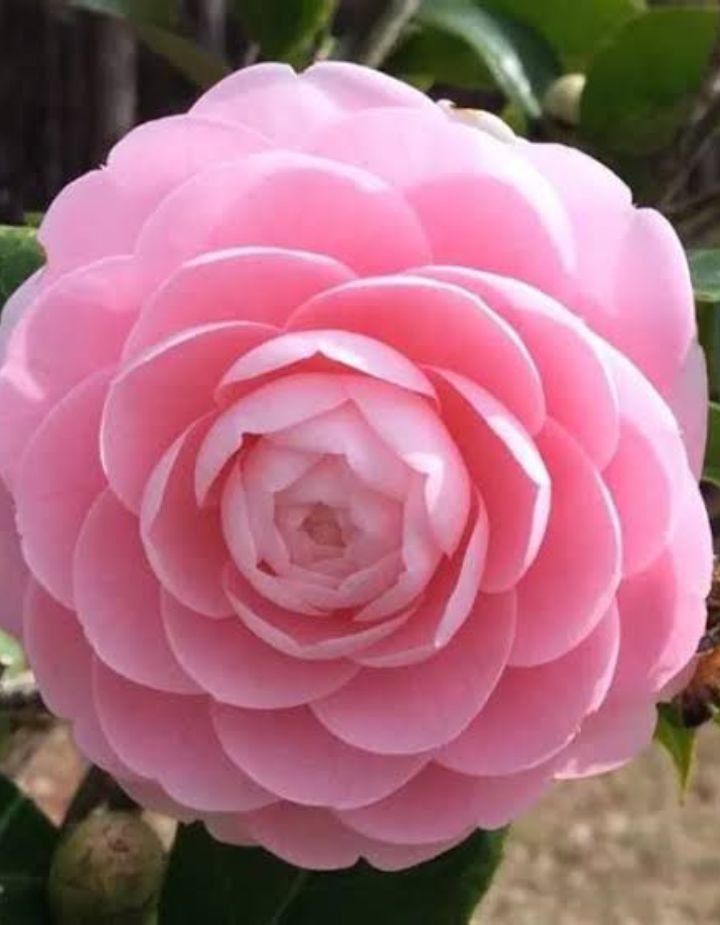 Camelia 3 Colours Combo Red, Pink And White Plant